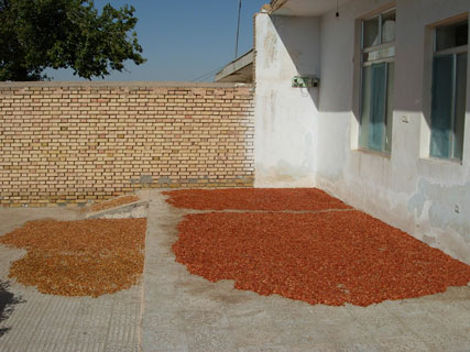 خشک کردن بذر هندوانه